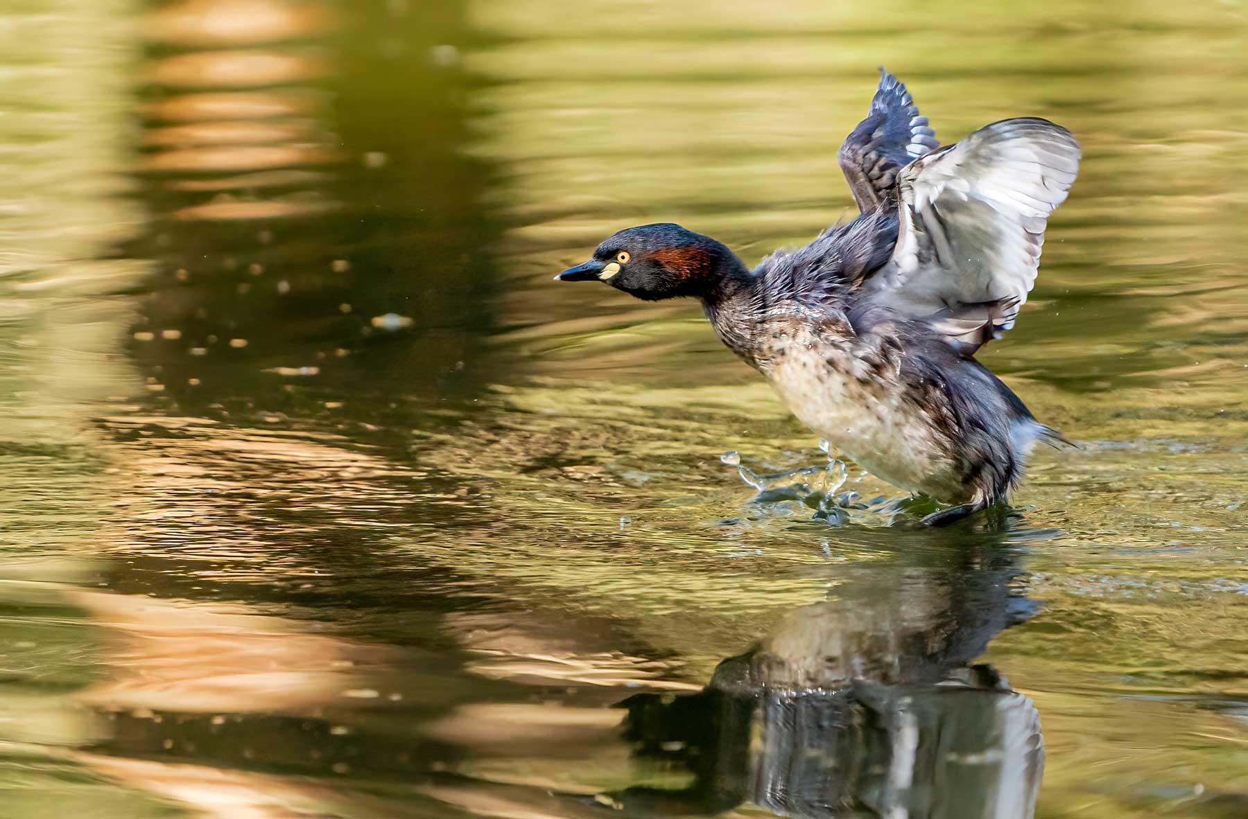 Guided Bird Photography Tour of Laratinga wetlands
