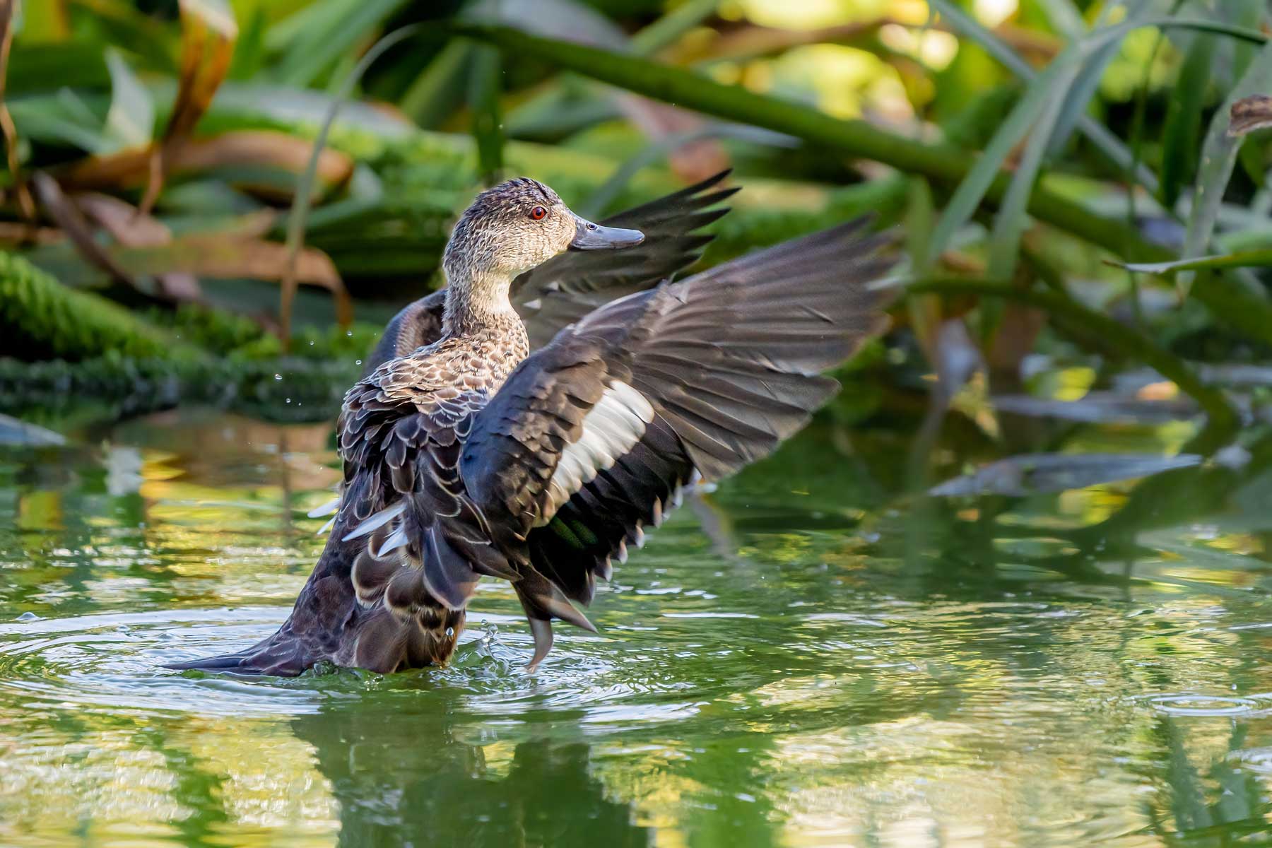 Guided Bird Photography Tour of Laratinga wetlands