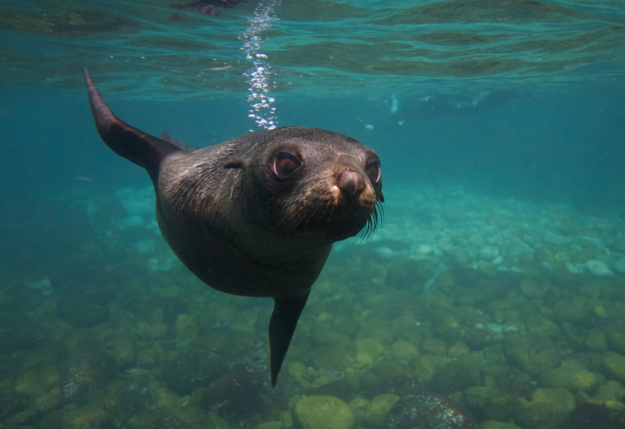 Seal & Ocean Expedition – Participant