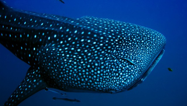 Whale Shark & Whale Watching Ningaloo Reef Eco Tour July to October 2024