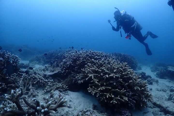 Flinders Reef Diving Trip for Certified Divers