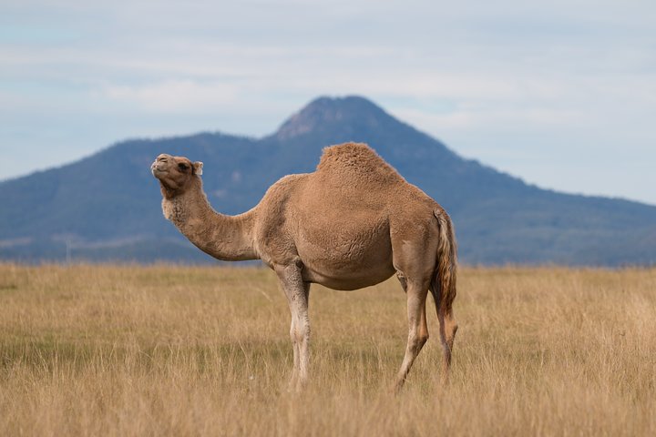 Scenic Rim Camel Farm Discovery