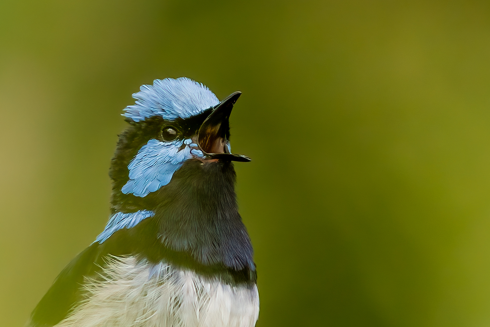 Guided Bird Photography Tour of Laratinga wetlands