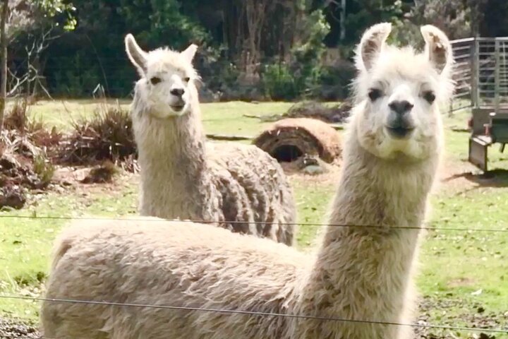 1 Hour Guided Family Llama Experience