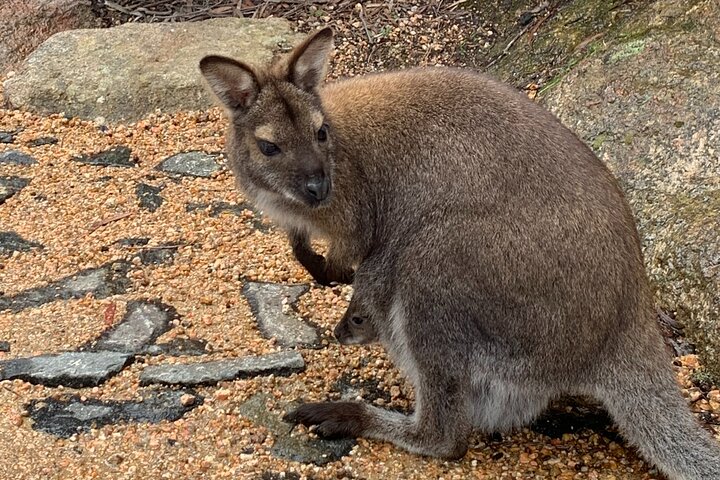 Wineglass Bay Explorer Active Day Trip from Launceston