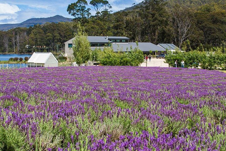 Port Arthur Shuttle and Tasman Sights Tour