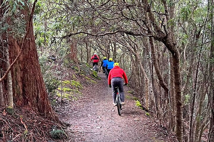 Easy Mountain Bike Tour on Mt. Wellington, Summit & Rainforest Adventure Ride