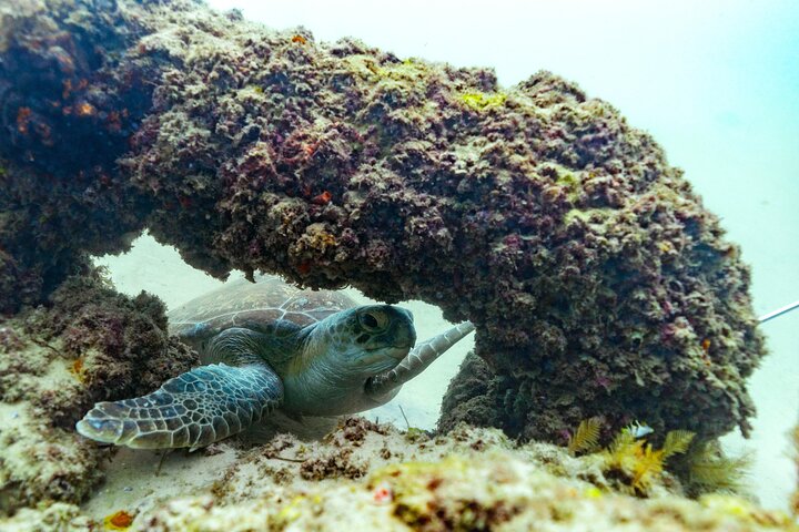 Flinders Reef Diving Trip for Certified Divers