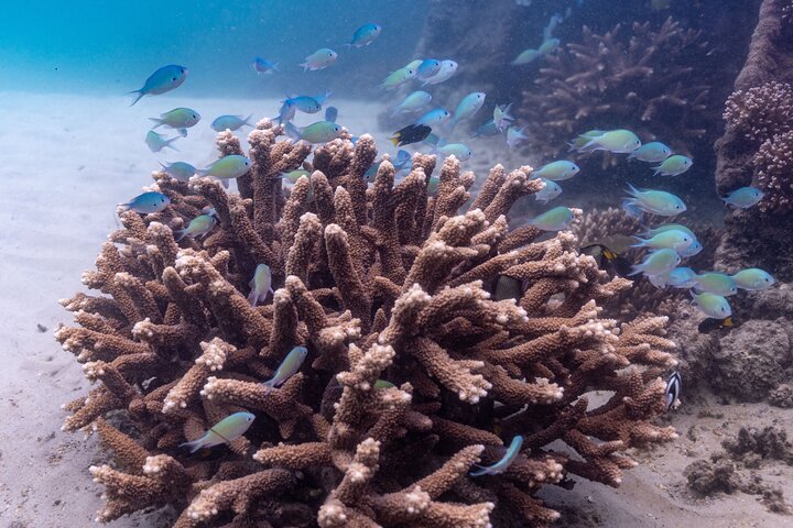 Flinders Reef Diving Trip for Certified Divers