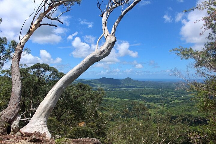 Byron Bay Hinterland: Full Day Private Rain Forest Hike