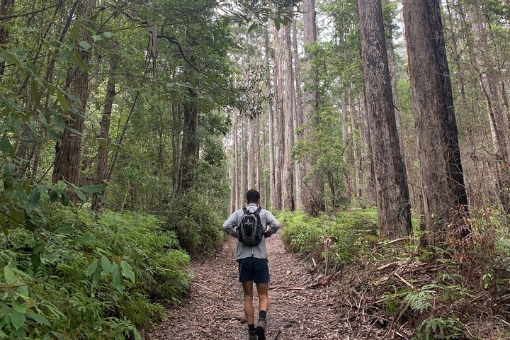 Byron Bay Hinterland: Full Day Private Rain Forest Hike