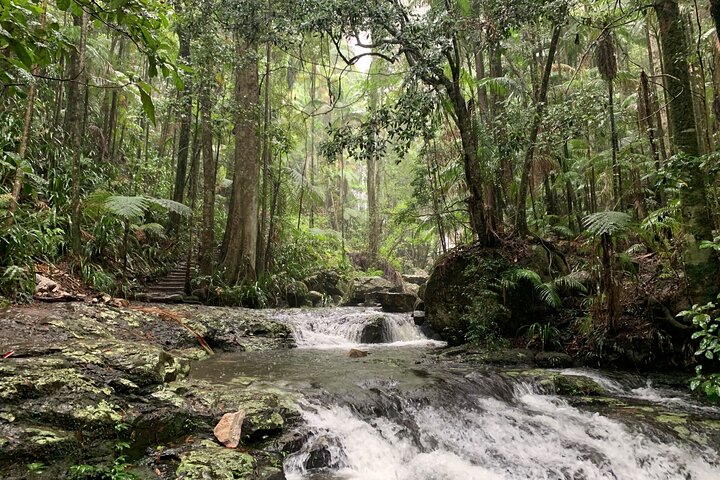 Byron Bay Hinterland: Full Day Private Rain Forest Hike