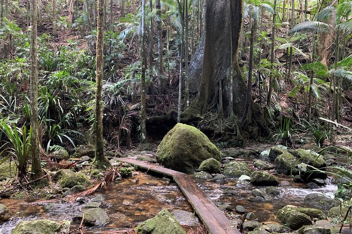 Byron Bay Hinterland: Full Day Private Rain Forest Hike