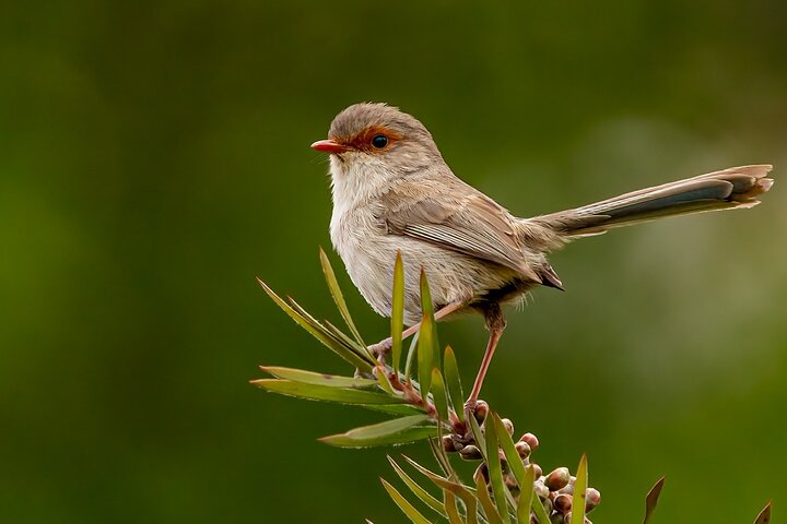 Guided Bird Photography Tour of Laratinga wetlands