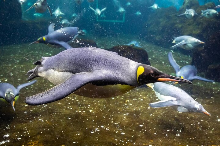 Skip The Line for SEA LIFE with Self-Guided Tours in Sydney