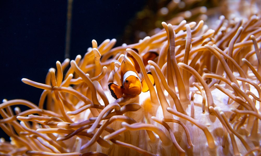 SEA LIFE Sydney Aquarium General Admission