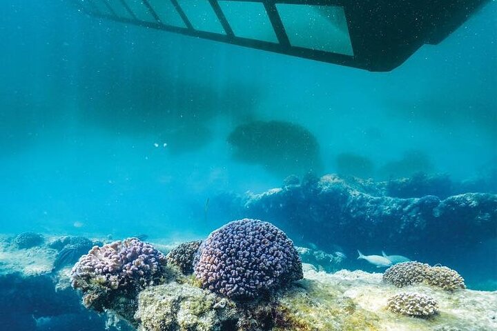 Glass Bottom Ningaloo Reef Boat Tour from Exmouth