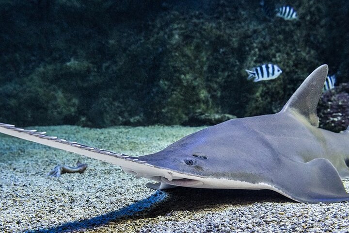 Skip The Line for SEA LIFE with Self-Guided Tours in Sydney