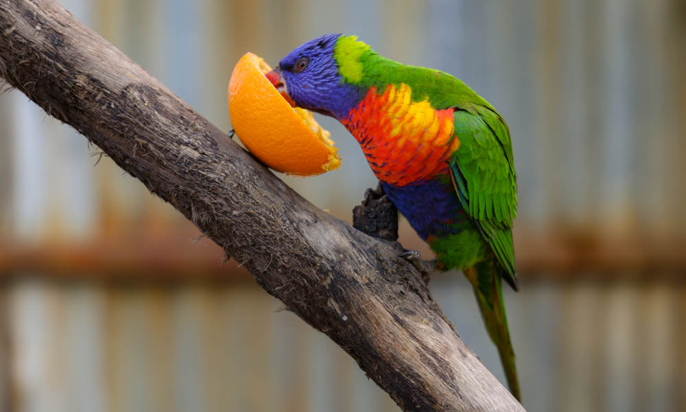 Hunter Valley Wildlife Park Entry Tickets