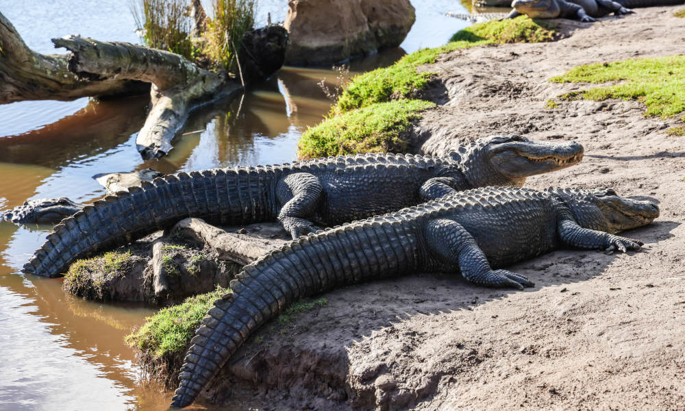 Hunter Valley Wildlife Park Entry Tickets