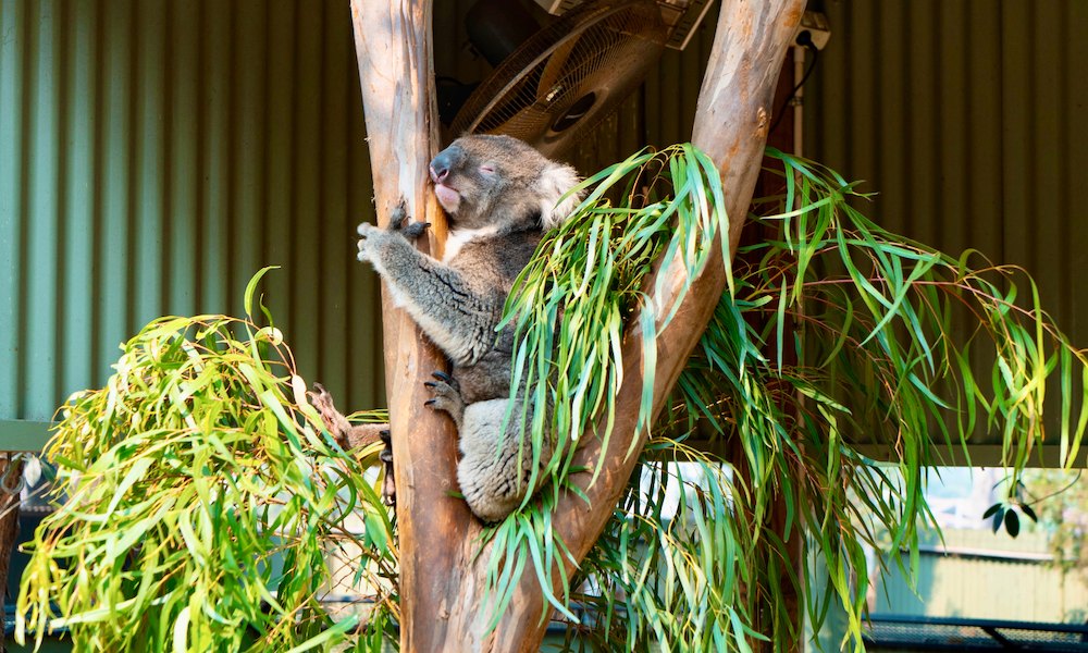 Australian Wildlife Parks 3 Park Annual Pass