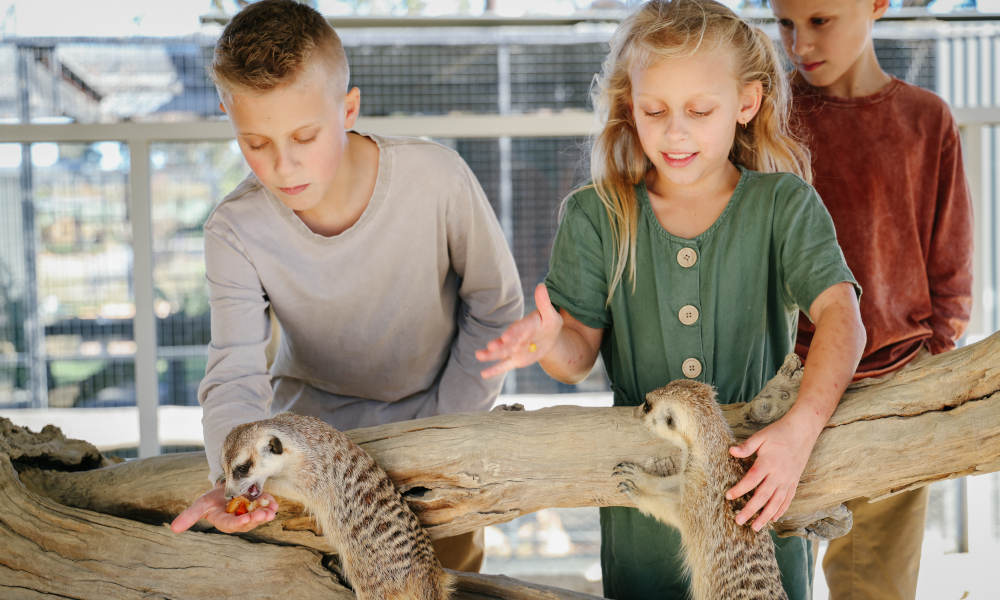 Hunter Valley Wildlife Park Entry Tickets