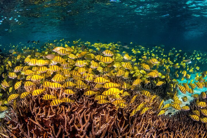 Glass Bottom Ningaloo Reef Boat Tour from Exmouth