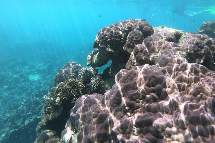 Glass Bottom Ningaloo Reef Boat Tour from Exmouth