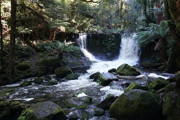 Peaks, Falls & Furry Locals: Mt. Field & the Derwent