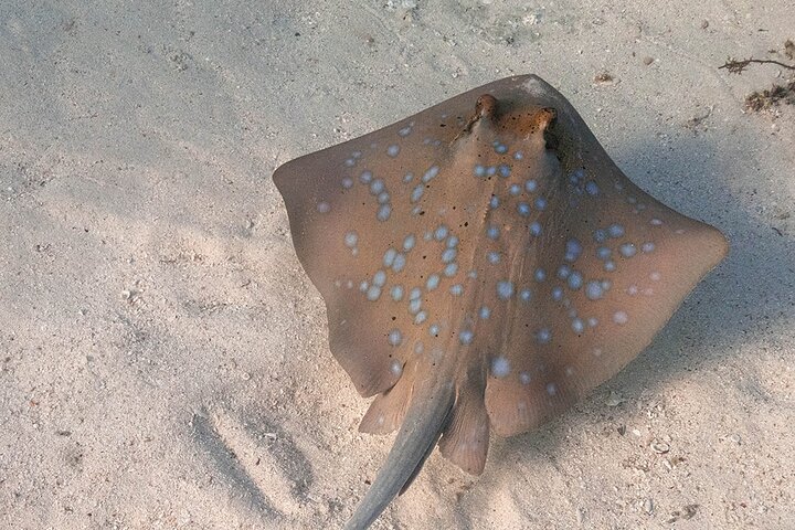 Glass Bottom Ningaloo Reef Boat Tour from Exmouth