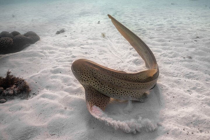 Glass Bottom Ningaloo Reef Boat Tour from Exmouth