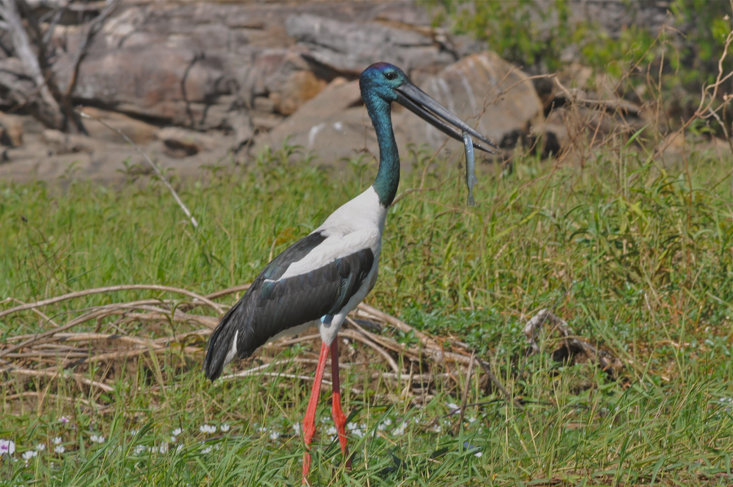 Top End Adventure - Bamurru Plains & Davidson's Arnhemland Safaris Camp, Northern Territory