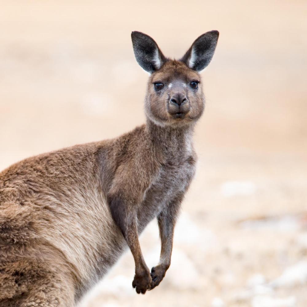 Kangaroo Island Wildlife and Conservation, South Australia