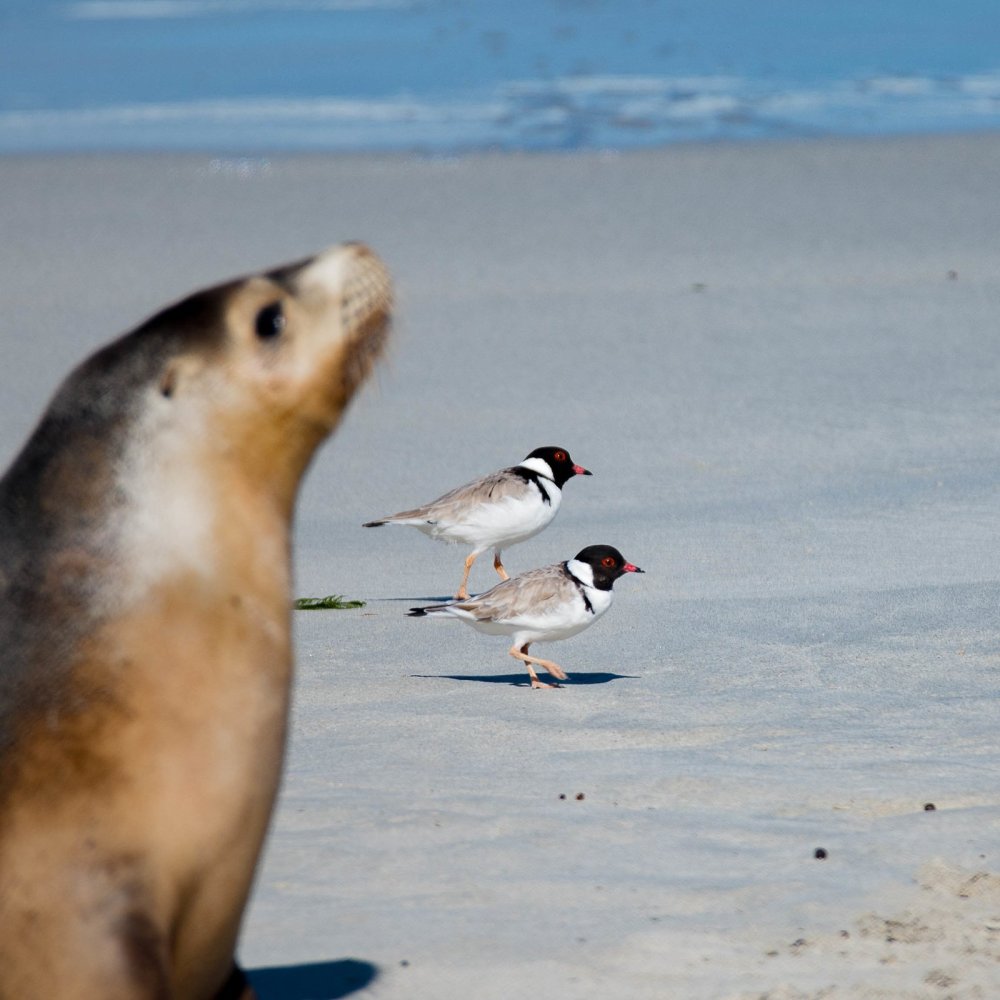 Kangaroo Island Photography Safari, South Australia