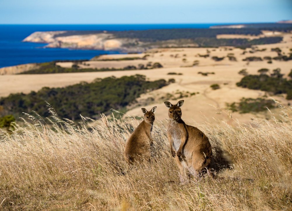 Kangaroo Island Photography Safari, South Australia