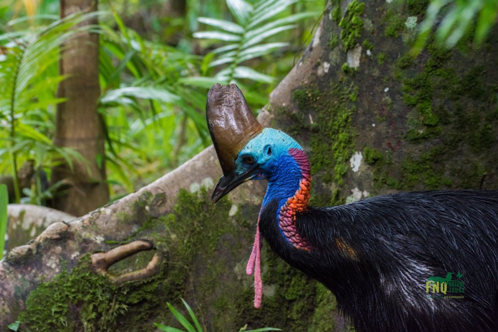 North Queensland – Tropical Birding Tour