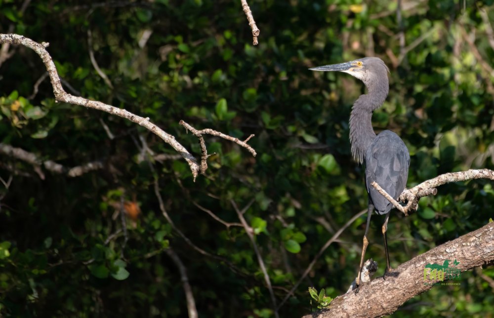 North Queensland – Tropical Birding Tour