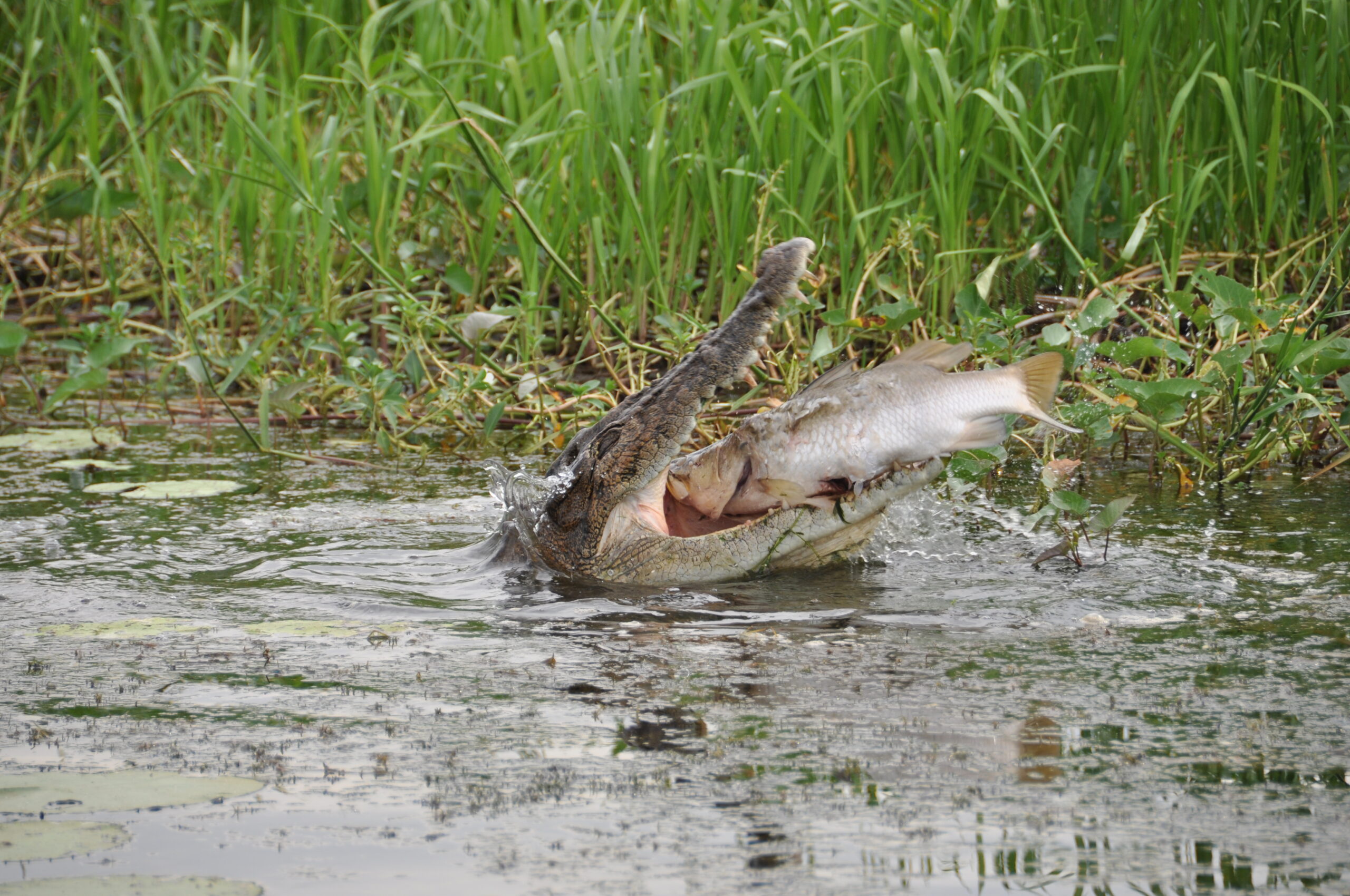 Top End Adventure - Bamurru Plains & Davidson's Arnhemland Safaris Camp, Northern Territory