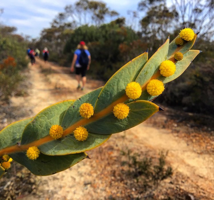 Walking with Wildflowers – Fitzgerald Biosphere & Stirling Ranges, Western Australia