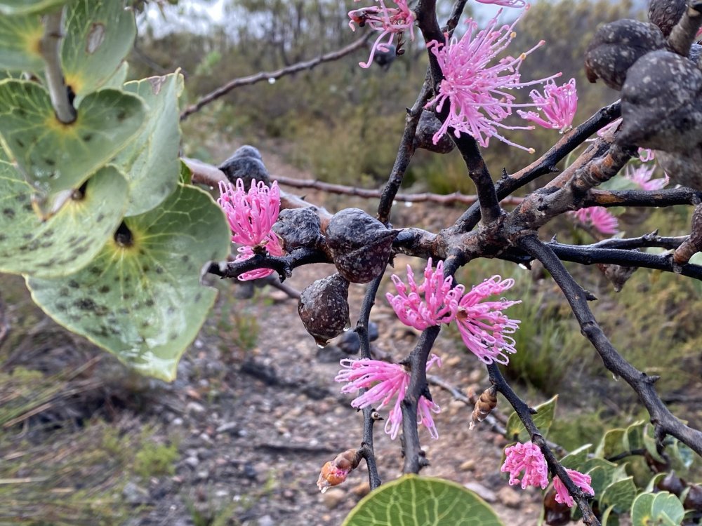 Walking with Wildflowers – Fitzgerald Biosphere & Stirling Ranges, Western Australia