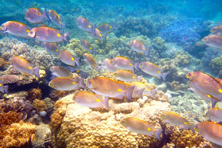 Option A: 2 1/4 hour Low Isles Reef Snorkelling Tour