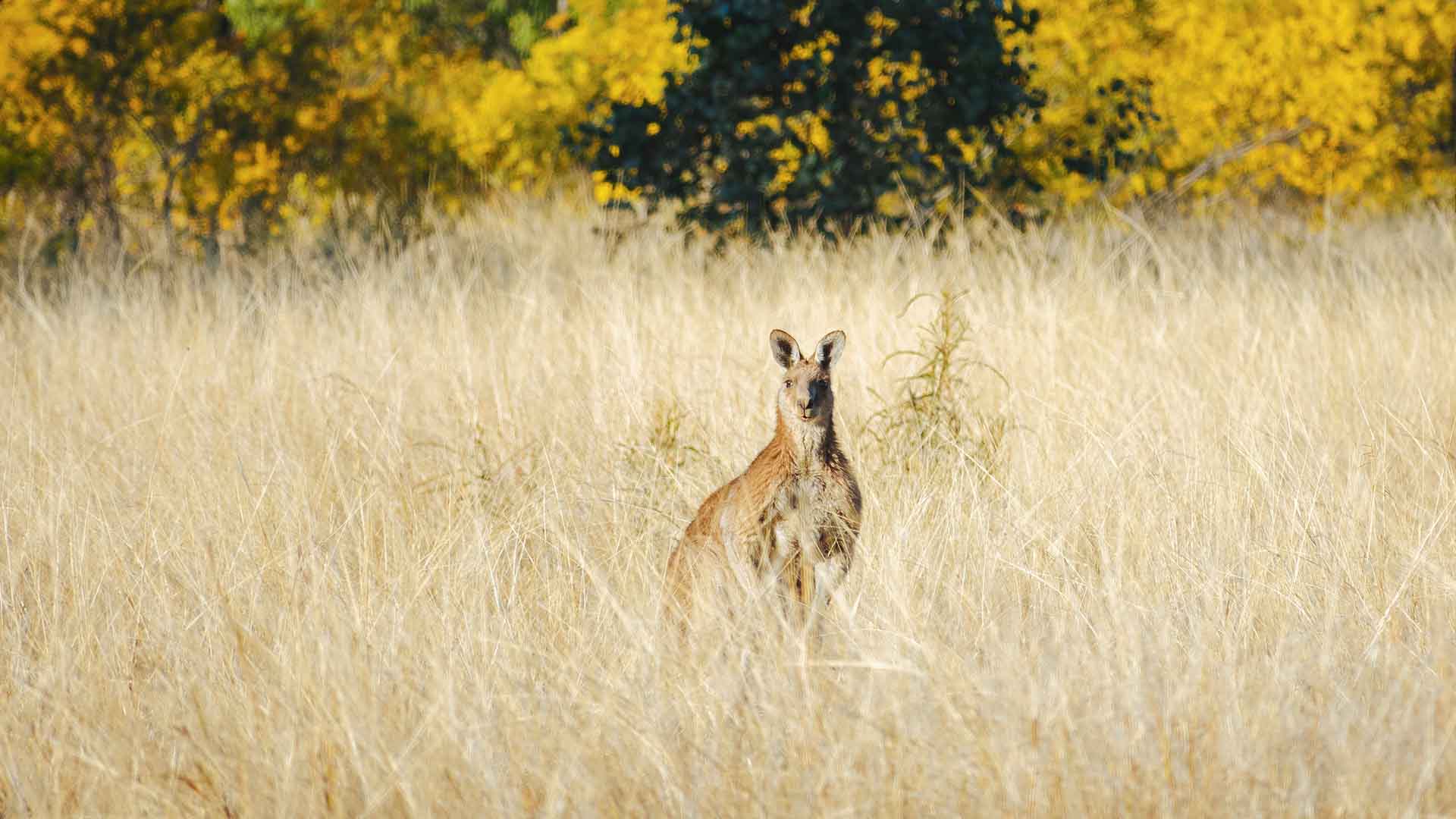 Lost World Carnarvons (Wallaroo)