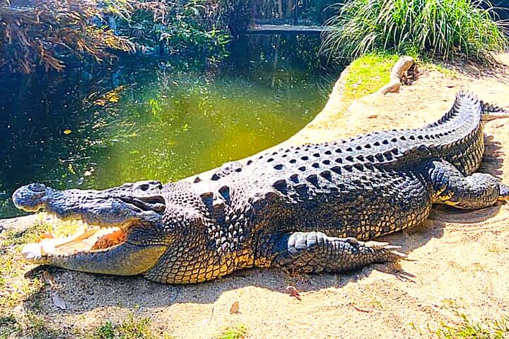 Hartleys Crocodile Adventures (ex Port Douglas)