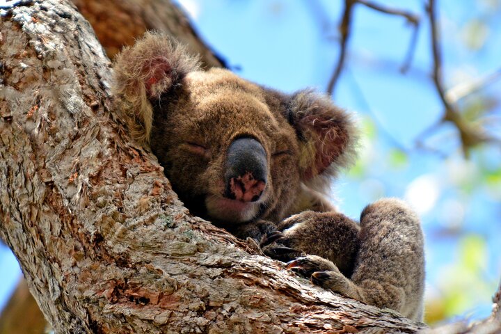 Kangaroos and Mountain Views Day Tour from Gold Coast