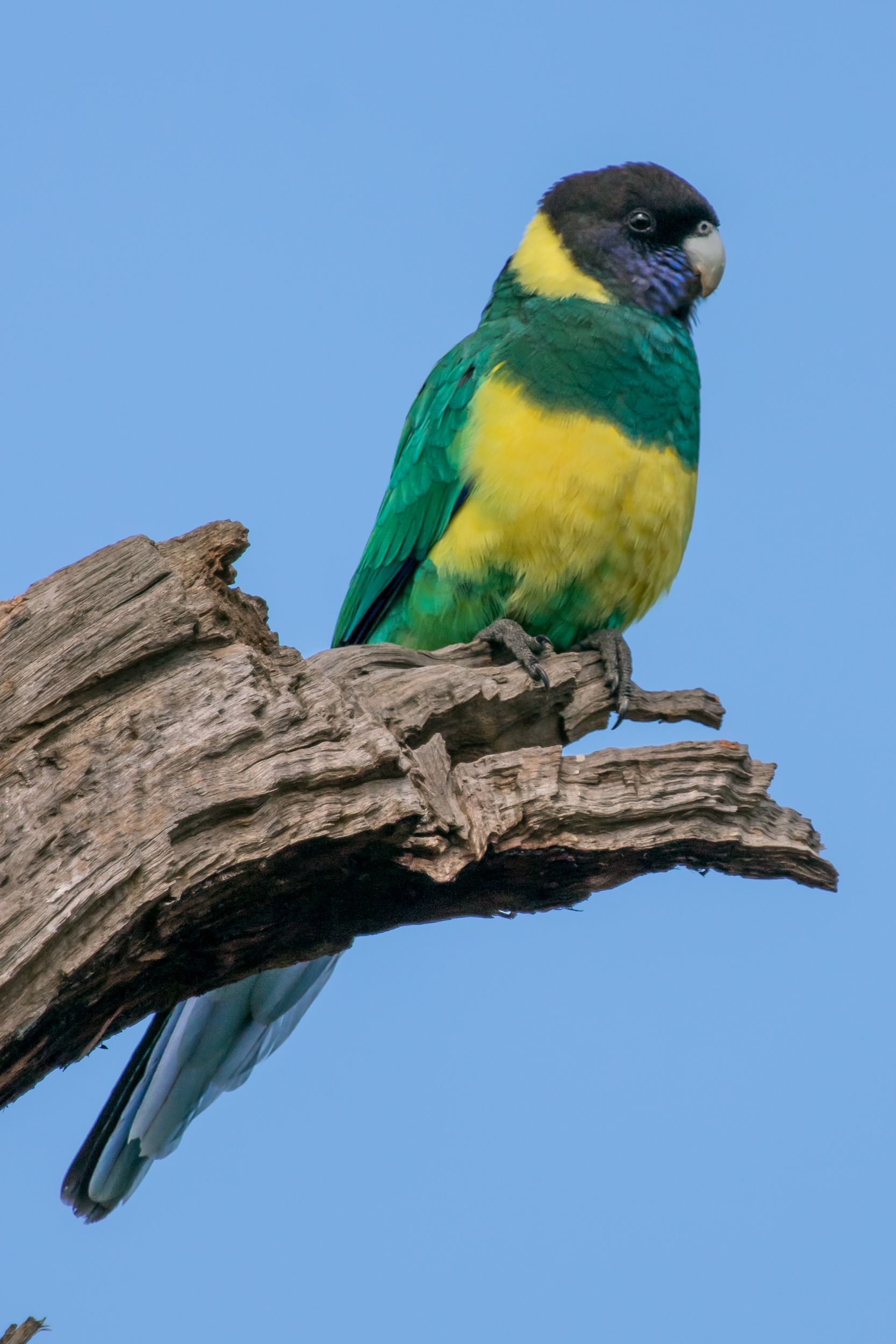 Southern Eyre Peninsula Bird Watching Tour, South Australia