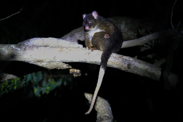 Small-Group Nocturnal Discovery Tour in Mandurah