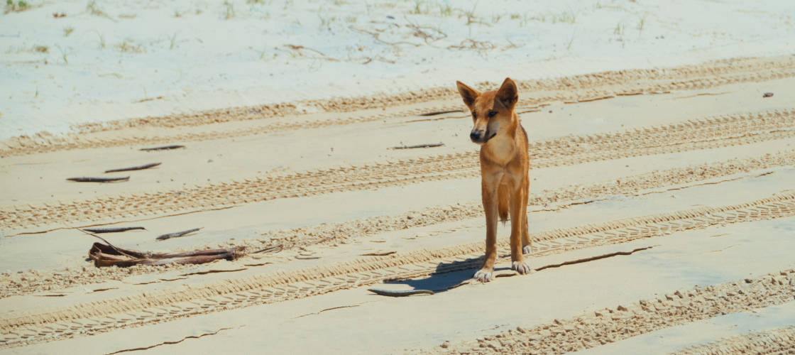 Dingos 3 Day K'gari (Fraser Island) 4WD Tag-Along Tour