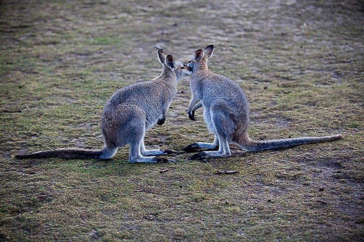 Blue Mountains Deluxe Small-Group Eco Wildlife Tour from Sydney