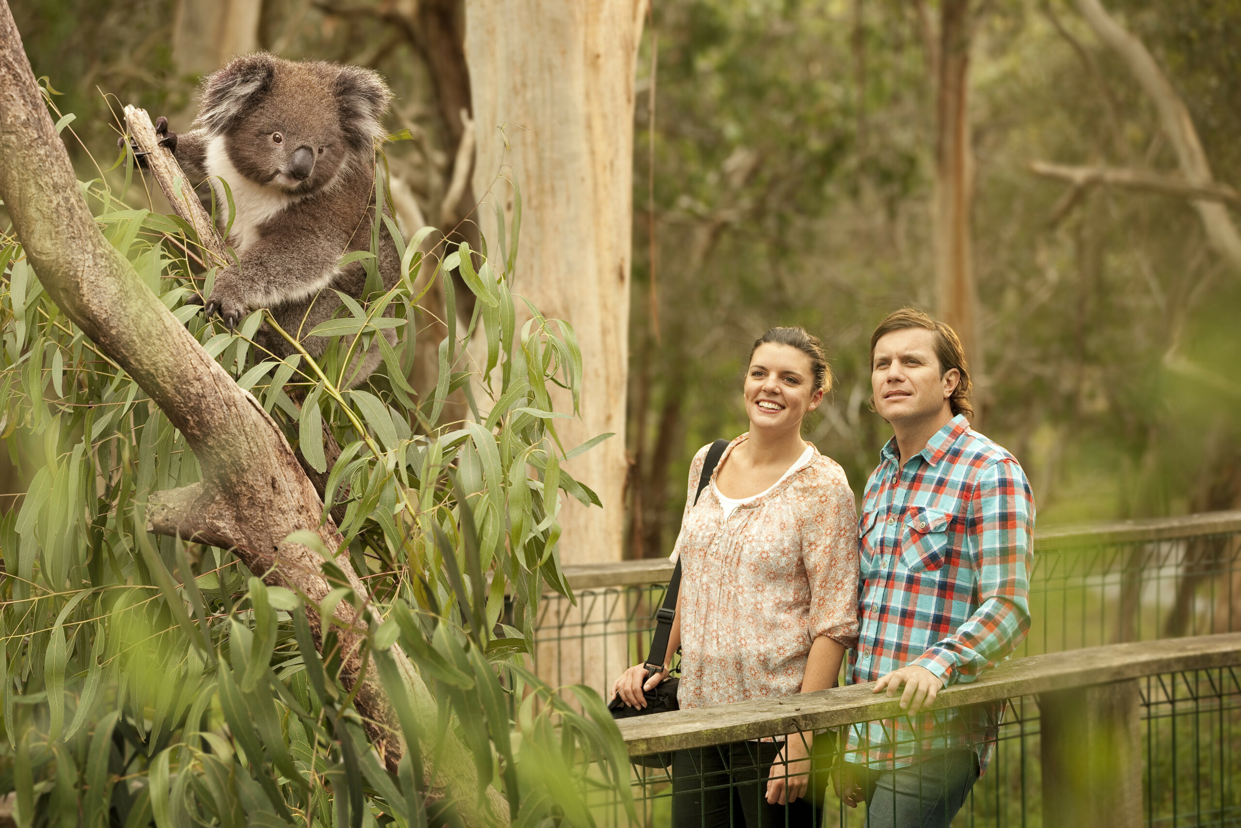 Autopia Tours: Great Ocean Road to Phillip Island 2 Day (Single Room)