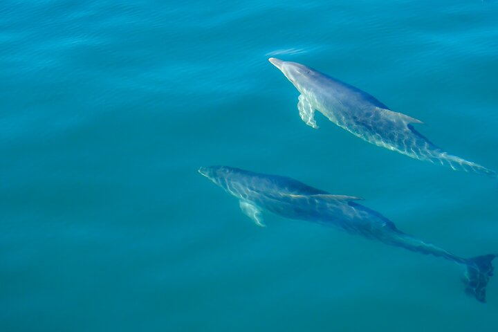 Local Wildlife Sightseeing Tours